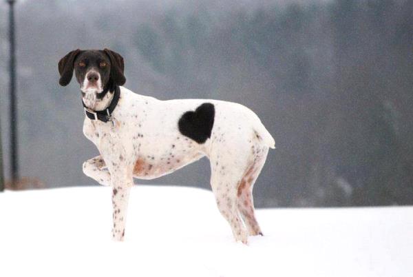 /Images/uploads/Southeast German Shorthaired Pointer Rescue/segspcalendarcontest2018/entries/9075thumb.jpg